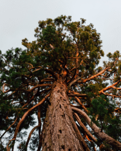 TREES